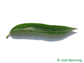 The lancéolée leaf of saule fragile | saule rouge