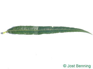 The lancéolée leaf of saule des vanniers | appelé vime | osier vert