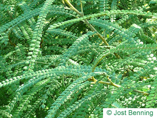 The composée leaf of Kōwhai