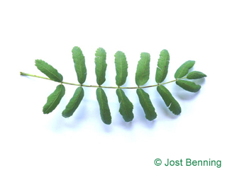 The composée leaf of cormier | sorbier domestique