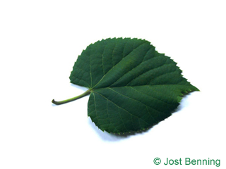The cordiforme leaf of tilleul argenté