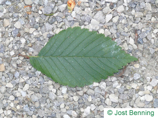 The ovoïde leaf of American Elm